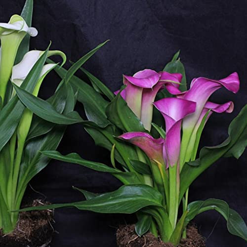 Bulbi di giglio di calla perenni recisi fiori squisito regalo-5 Bulbis,D