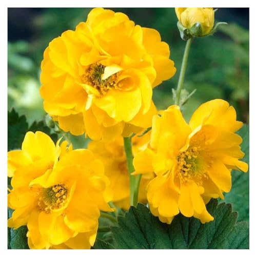 Stauden Gänge 1 x Geum chiloense 'Lady Stratheden winterhart | Gelbe Staude für Sonne bis Halbschatten, Blüte Mai bis September, mehrjährig, 9x9 cm Topf