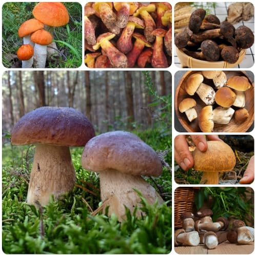 semillas de hongos porcini, semillas de champiñones, champiñones porcini, resistentes para el jardín 150pcs