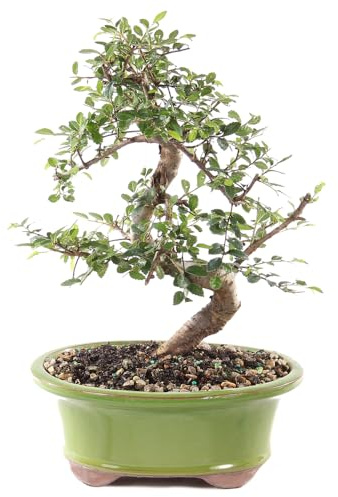 Brussel's Bonsai Live Chinese Elm Bonsai Tree, Outdoor - Medium, 7 Years Old, 8 to 10 inches Tall - Includes Decorative Ceramic Bonsai Pot