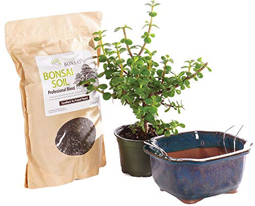 Brussel's Bonsai - Live Dwarf Jade Bonsai Tree Kit with Ceramic Bonsai Pot & Bonsai Soil, Indoor Bonsai Plant Starter Kit, Easy Care Houseplant for Home or Office (Small)