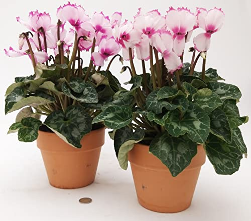POWERS TO FLOWERS - CICLAMINO FRANGIATO ROSA XL, VASO 16CM, 2 PIANTE, piante vere
