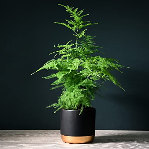 Asparagus Fern House Plant Seeds Asparagus densiflorus Sprengeri Group Tender Perennial Easy to Grow Your Own Houseplants 1x Pack Seed (Approx. 20 Seeds) by Thompson and Morgan