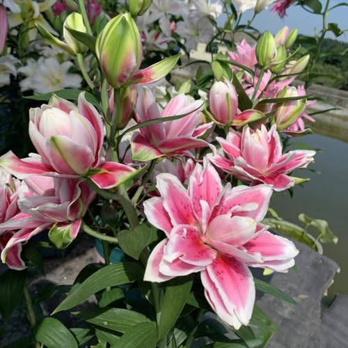 6 pcs lilien zwiebeln kaufen - Lilium brownii - garten hochbeet, exotische pflanzen riesenlilien baumlilien winterhart knollen blühende rankpflanzen winterhart, wildblumen frühblüher