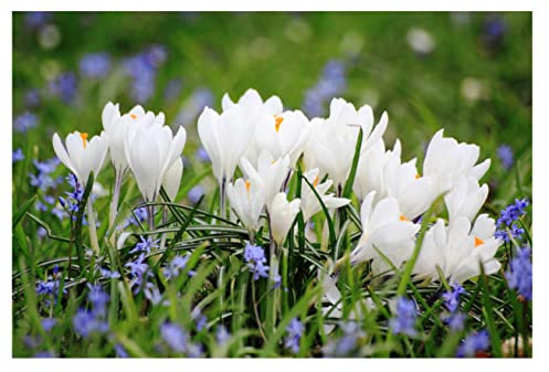 10x Crocus Joan of Arc Large Flowering Early Spring Bulbs Jeanne d'Arc White Flowers Ready for Planting Now Hardy Perennial Bee Friendly