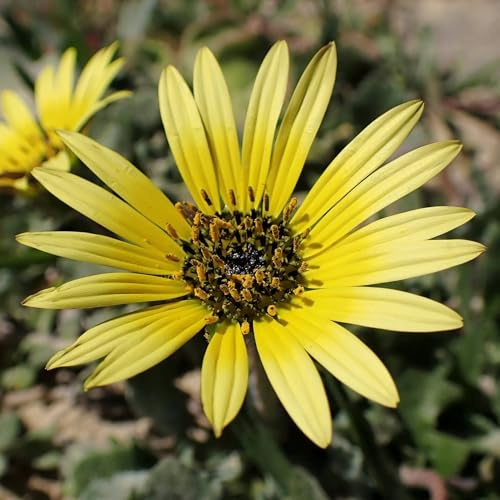 Pianta vera di Arctotheca calendula - Diametro Vaso Ø 17 cm