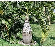 10 Pezzi di Palma da Bottiglia