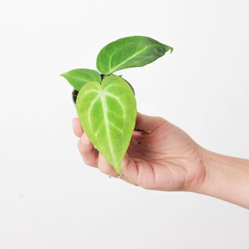 Anthurium magnificum, Rare and Beautiful Houseplant 6cm