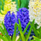 (Bulbi Giacinto In Vaso,Giacinto Bulbo,Giacinto Bulbi,Bulbo Giacinto,Giacinto D Acqua Pianta)-Fiori Da Giardino-6Bulbi-a