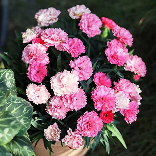 600 Stück nelken samen winterhart mehrjährig bartnelken Nelke - Seltene Pflanze serie - blumensamen mischung pflanzenkübel saat sämereien wildblumensamen winterharte balkonpflanzen