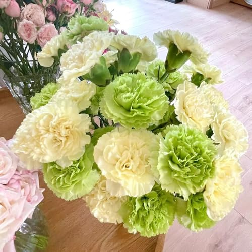 semi di garofano,semi di di garofano,vasi per,per luoghi soleggiati vaso,resistenti per il giardino giardino decorativo 600pcs