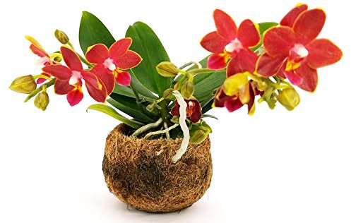 POWERS TO FLOWERS - ORCHIDEA PHALAENOPSIS ROSSO/ARANCIO IN COCCO, Pianta Vera