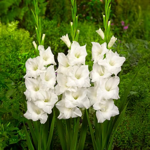 GLADIOLUS Lökar | Lökar från de bästa nederländska odlarna | Exklusivt urval och kvalitetskontroll | Garanterad blomning från första året (10 Vita Gladiolus)
