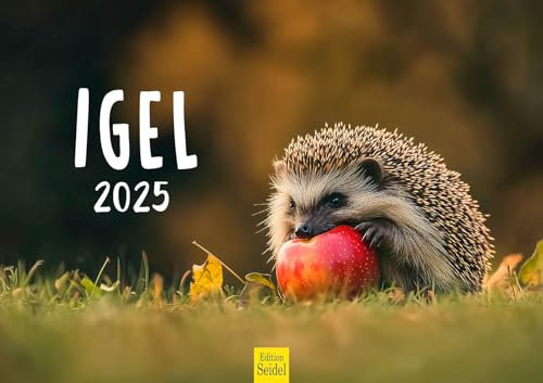 Edition Seidel Premium Kalender Igel 2025 Format DIN A3 Wandkalender Tierkalender mit süßen Bildern Tiere Wald Waldtiere Wildtiere