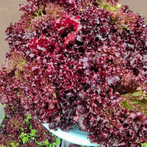 semillas de ensalada vegetales de jardín lechuga Cultivo trepadoras semillas hortalizas camas elevadas balcón invernadero regalos sostenibles 300pcs