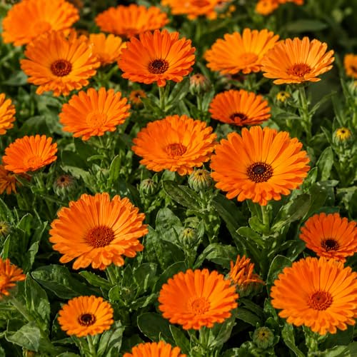 290 Semi di Calendula Officinalis – Semi Fiori Ornamentali Colorati per Giardino e Vaso – Alta Germinabilità – Ideale per Aiuole, Bordure e Orto – Facile da Coltivare marigold