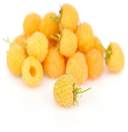 Anne Raspberry - 2 Golden Raspberry Plants - Everbearing - Organic Grown -