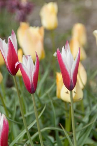 Tulip Peppermint Stick 10 Bulbs Ready for Planting Now in UK Autumn Outdoor Gardens by Jamieson Brothers