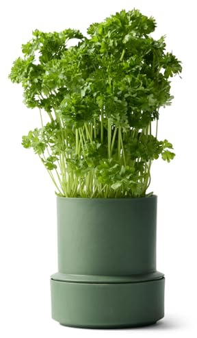 Crushgrind Billund Blumentopf mit Bewässerungssystem Grün | Self Watering Pot für Kräuter & Pflanzen mit 9 cm Ø | Selbstbewässerungstopf aus hochwertigen, nachhaltigen Materialien (Parsley)