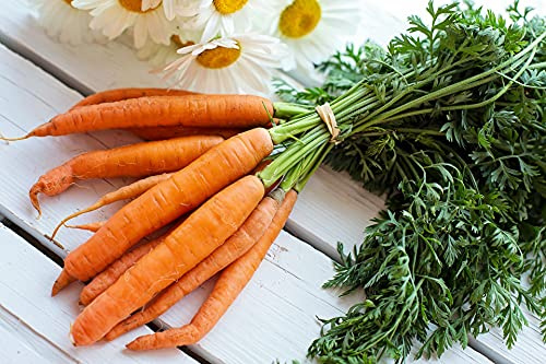 Lote de 500 semillas de zanahoria Touchon - Variedad firme y rica en vitaminas - Calidad gustativa excepcional - Se puede consumir cruda, cocida, rallada o en sopas