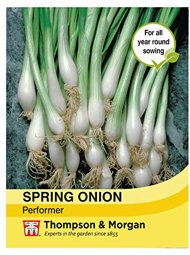 Spring Onion 'Performer' (Bunching Onion) - Seeds Garden Hardy Perennial Easy to Grow Your Own Patio 1 Packet (250 Seeds) by Thompson and Morgan