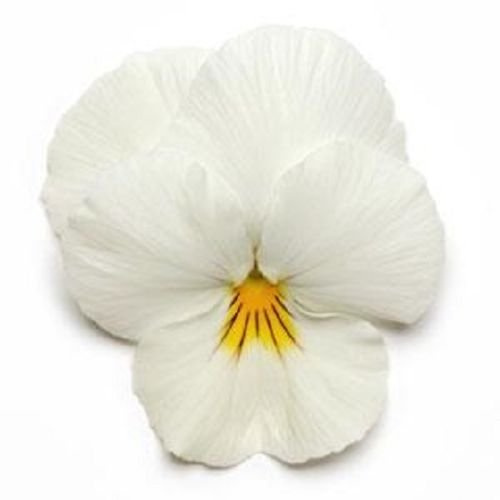 15 Semi di Viola del pensiero affresco (PANSY sospesi) onda di bianco Coolwave Pansy:Seeds