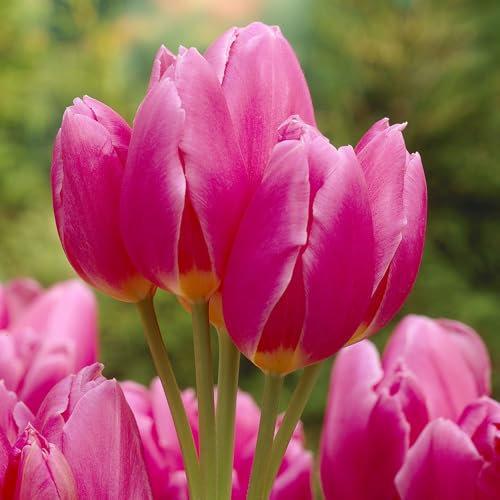 7 x Tulipa Triumph Happy Family – Vibrant Pink Blooms – Spring Flowering Bulbs – Adds A Splash to of Colour - Perennials – for Your Beautiful Garden