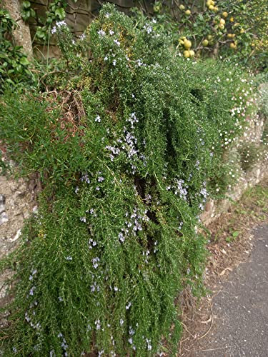 Rosemary officinalis 'Prostratus' 3 x Plug Plants Culinary Garden Herbs by park farm plants