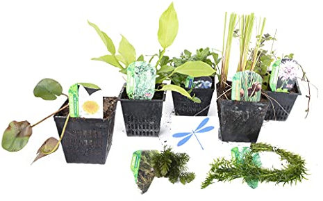 Lincolnshire Pond Plants Ltd - Dragonflies & damselflies Pack Potted