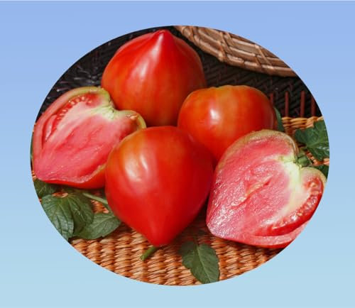 graines de tomate coeur de boeuf CHARNUE 0,3 grammes soit environ 160 graines - Planète graines - Solanum lycopersicum