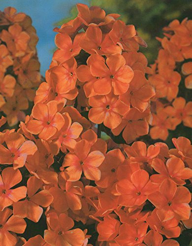 Hoher Phlox paniculata Orange Perfection Flammenblume1 Wurzelstück Winterhart Staude