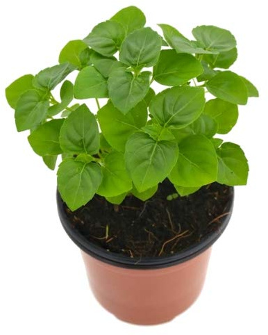 Albahaca Perenne 10cm Ocimum Gratissimum Albahaca de Clavo Planta Aromática y Culinaria