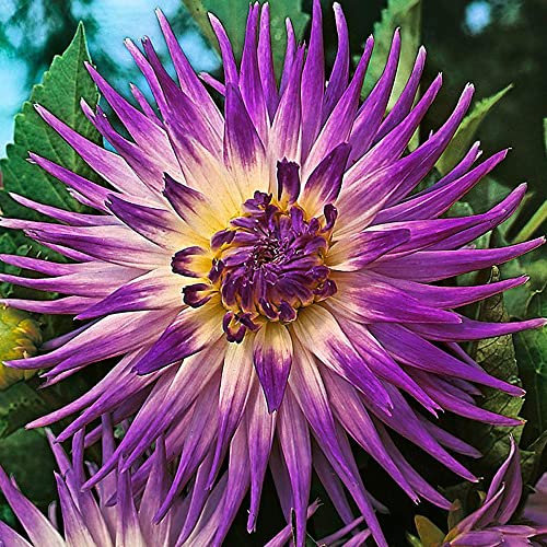 1 x Dahlia Split Decorative Veritable – Perennial Bulb - for Borders & Beddings – Violet Bi-Colour Blooms - Looks Magical – for Your Beautiful Garden