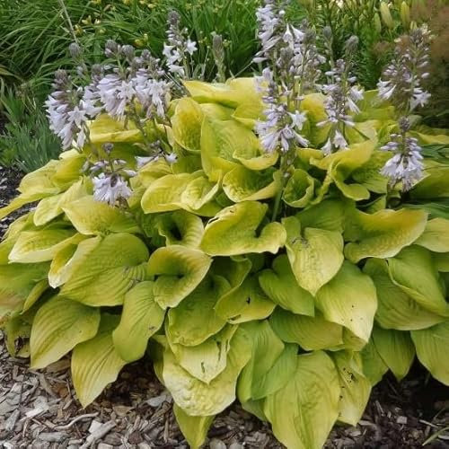 6x Hosta 'August Moon' – Godet 9x9cm | Grandes feuilles dorées, ombre appréciée