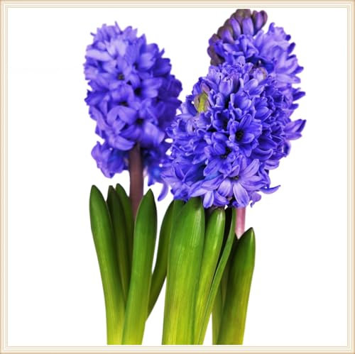 ,Hyazinthen Pflanzen Winterhart Hyazinthen Rhizome Hyazinthenzwiebel Winterhart MehrjäHrig-Hyazinthe Kaufen,MehrjäHrige Knollenpflanze Im Topf Pflanzen-6zwiebeln-e