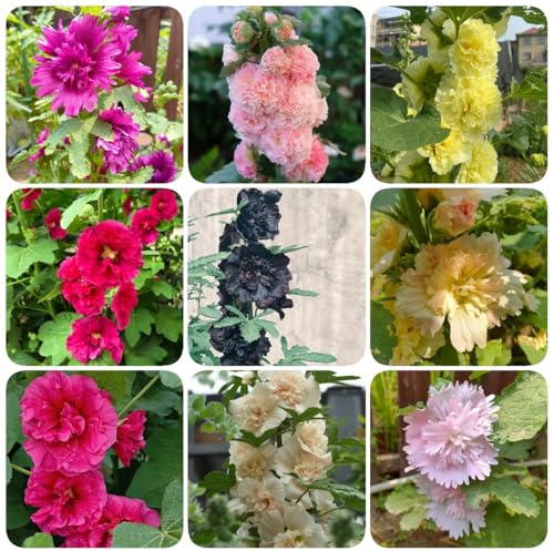 semi di malvarosa perenne - malvarosa, campo da balcone, recisi le di comprano, rampicanti resistenti, 800pcs