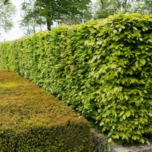30pcs hêtres communs 80–120 cm – haie de jardin – plants de haie – Fagus sylvatica – hêtre rouge – plants à racines nues – hêtres pour haies denses