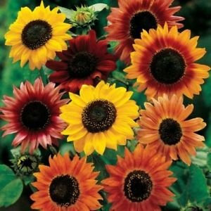 Tournesol Tous Sortes Mix Graines (Helianthus annuus) 50 + Graines
