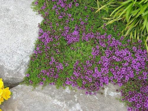 Thym sauvage, thymus preacox 200 Graines - plante vivace, couvre-sol