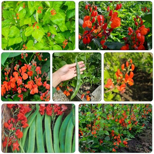 Semillas de frijol escarlata semillas de variedades tradicionales prados silvestres verano orgánicas jardín invierno balcón cortadas 80pcs