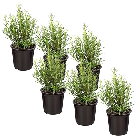 Live Aromatic and Edible Herb - Rosemary (6 Per Pack), Naturally Improves Breathing and Air Quality, 8 Tall by 3 Wide
