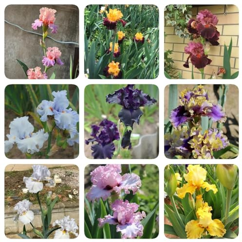 6 pz lampadine dell'iride, regali di di prato fiorito esotici bulbi di iris, bulbi di fiori di iris, vasi per piante piante da interno giardinaggio urbano piante resistenti all'aperto