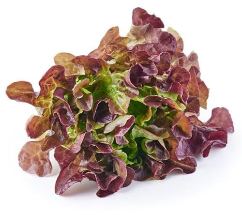Open-Pollinated Lettuce: (Oakleaf) Red Salad Bowl Seed. Grow Your Own, Perfect for Any Garden! Grown with Love. Ready to Plant. Certified Organic, Non-GMO Vegetable Seed