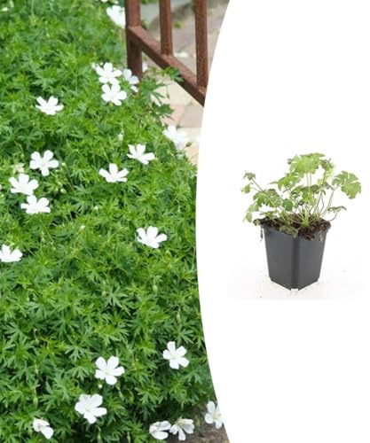 Geranium sang. Album' | 48 stycken - 10-25cm - Ø9cm - Trädgårdsväxt