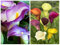 Calas Bulbos, Plantas De Lirio De Cala, Bulbos De Flores,Al Aire Libre Flores Cortadas,Plantas Perennes, Plantas De JardíN, Plantas En Macetas, Loto-10bulbos-B