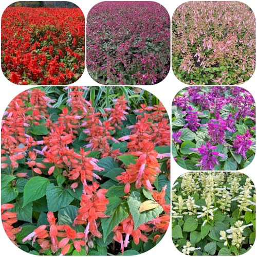Semillas de salvia de fuego - Decoraciones jardín exteriores resistentes semillas silvestres mariposas lugares soleados 250pcs