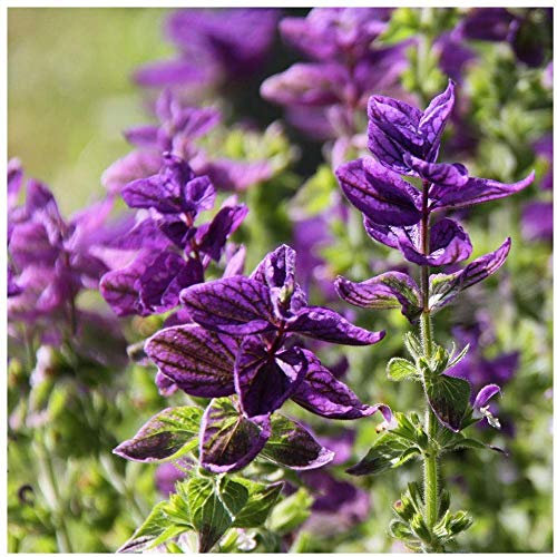 100 Clary Oxford Blue Seeds - Blue Clary Sage - Salvia Viridis - 100 Seeds