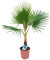 Palmera WASHINGTONIA ROBUSTA - (Altura 40/50 Cm aprox) -Palmera Natural de decoración - Palmera de Interior y Exterior - Planta Viva