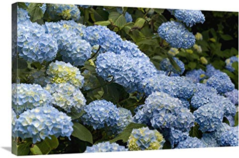 24 x 36 in. Bigleaf Hydrangea Madame Riverain Variety Flowers Art Print - Visionspictures