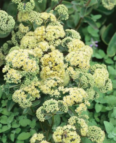 Sedum spectabile 'Sunkissed' ca. 11x11 cm Topf - Fetthenne, gelbe Blüten, Blütezeit August-Oktober, ideal für Steingärten, trockenheitsresistent, pflegeleicht